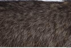 Photo Textures of Animal Skin